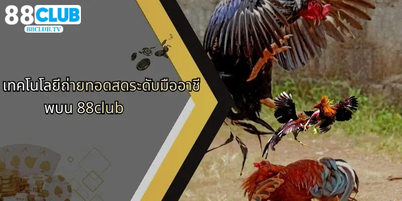 ไก่ชนถ่ายทอดสด: ประสบการณ์การเดิมพันที่เหนือระดับกับ 88Club 3 เทคโนโลยีถ่ายทอดสดระดับมืออาชีพบน 88club